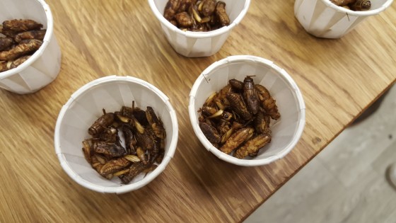Chilli and Lime Roasted Crickets